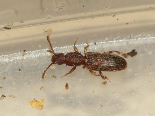 Réf. 313 753 : Oryzaephilus surinamensis